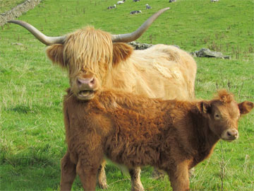 Cow Calf