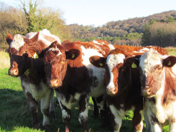 Shorthorns